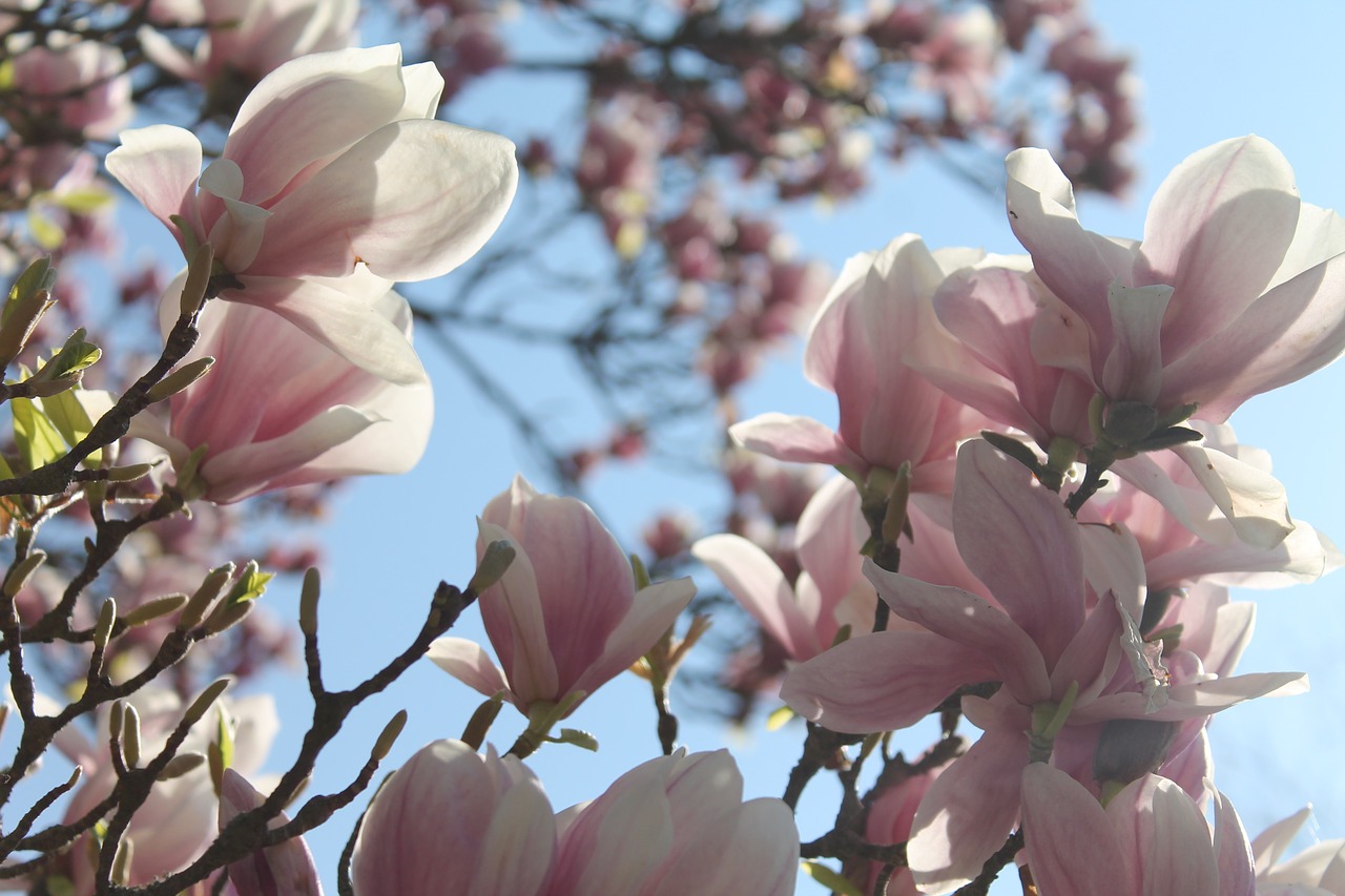 magnolia  flowers  pink free photo