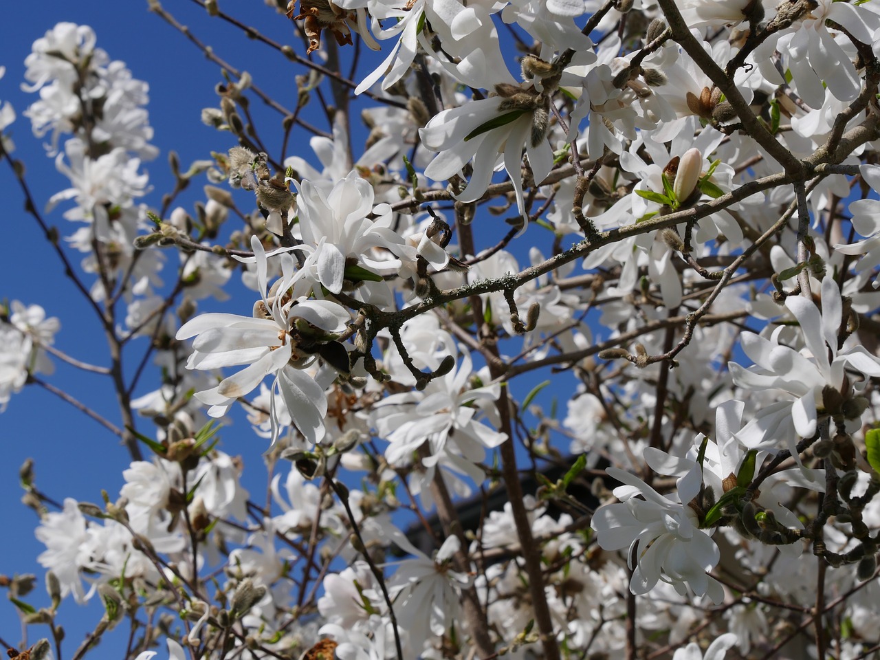 magnolia  tree  spring free photo