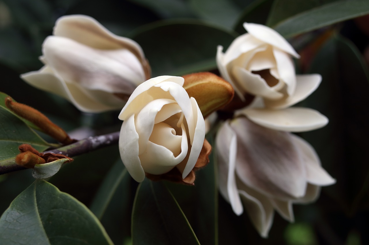 magnolia  blossom  bloom free photo