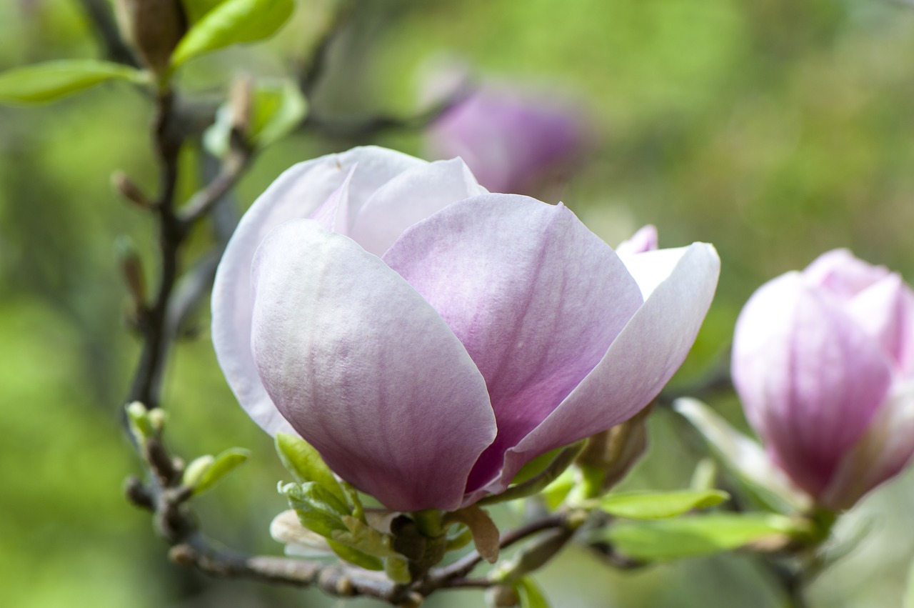 magnolia  flower  plant free photo