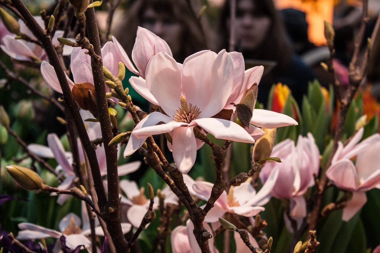 magnolia  flowers  spring free photo