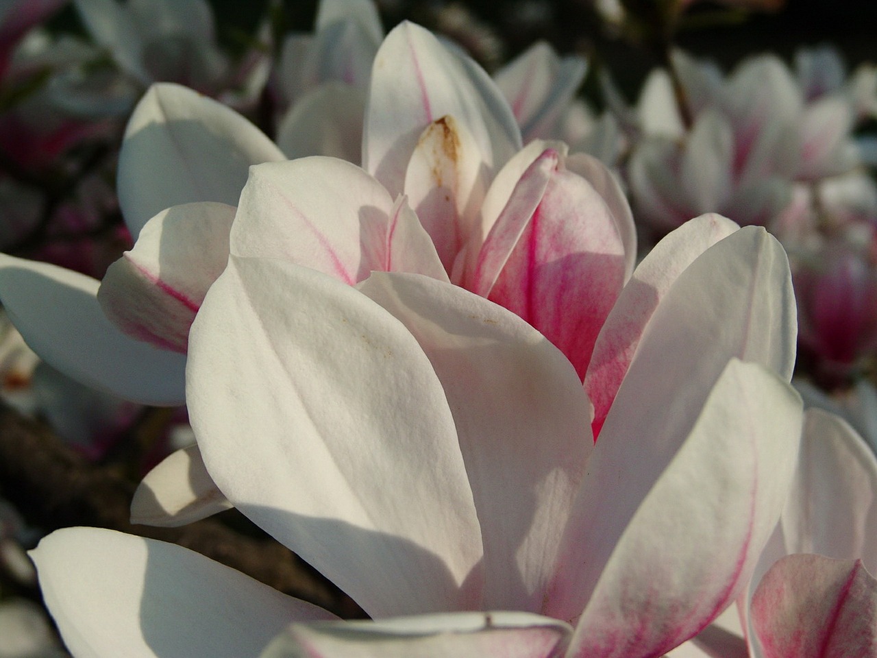 magnolia tulip tree flowers free photo