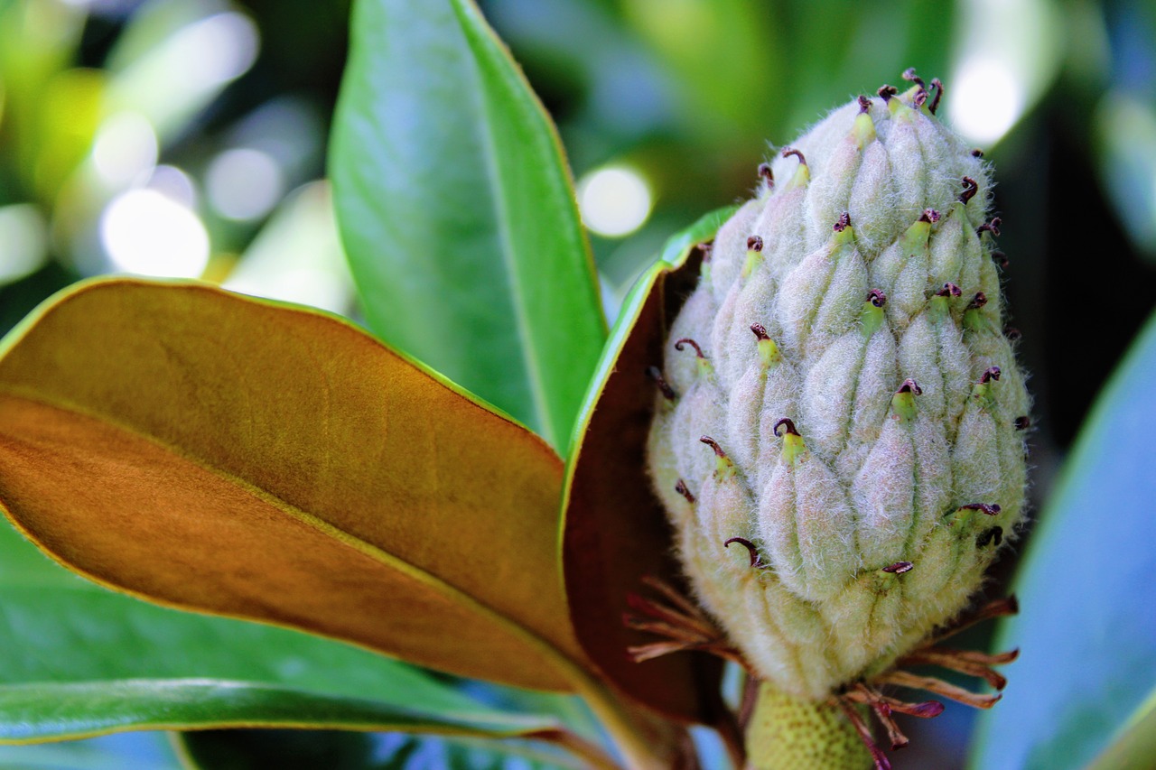 magnolia  tree  bloom free photo