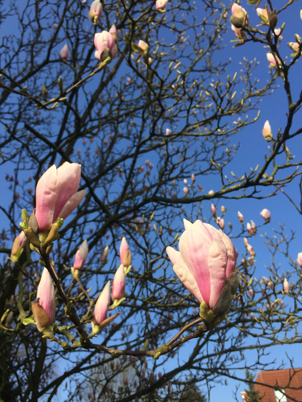 magnolia  pink  nature free photo