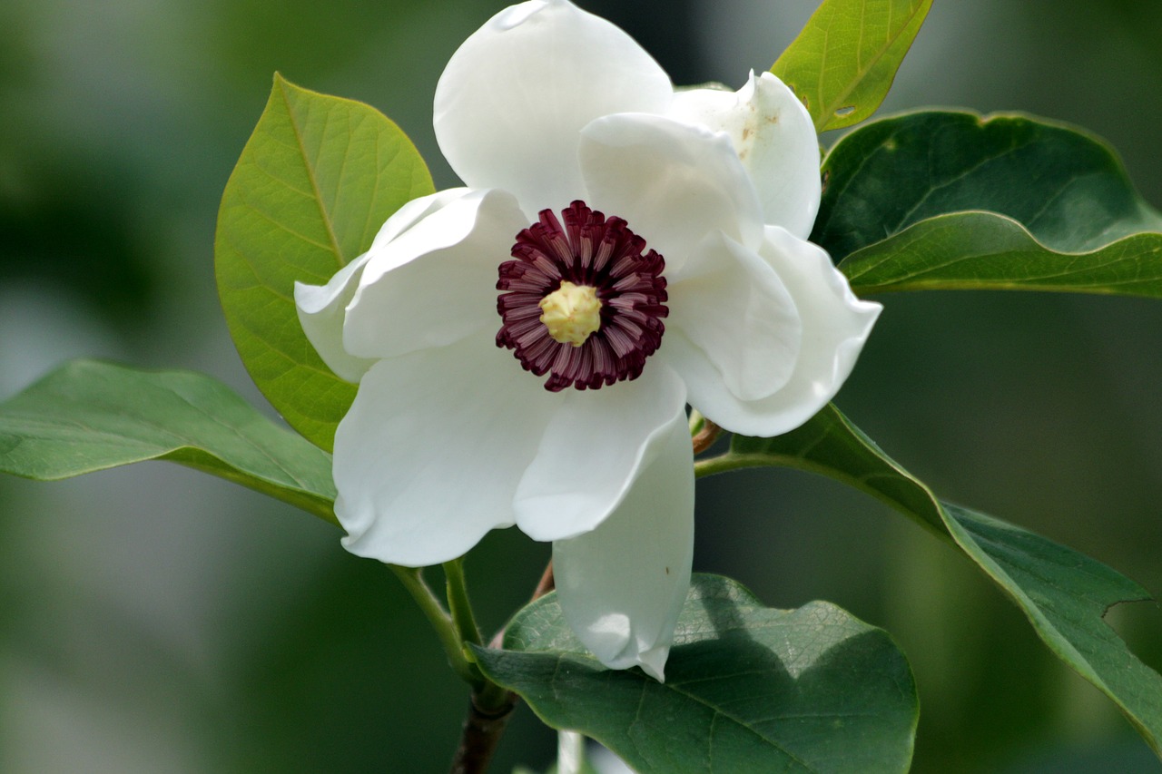 magnolia  flower  bloom free photo