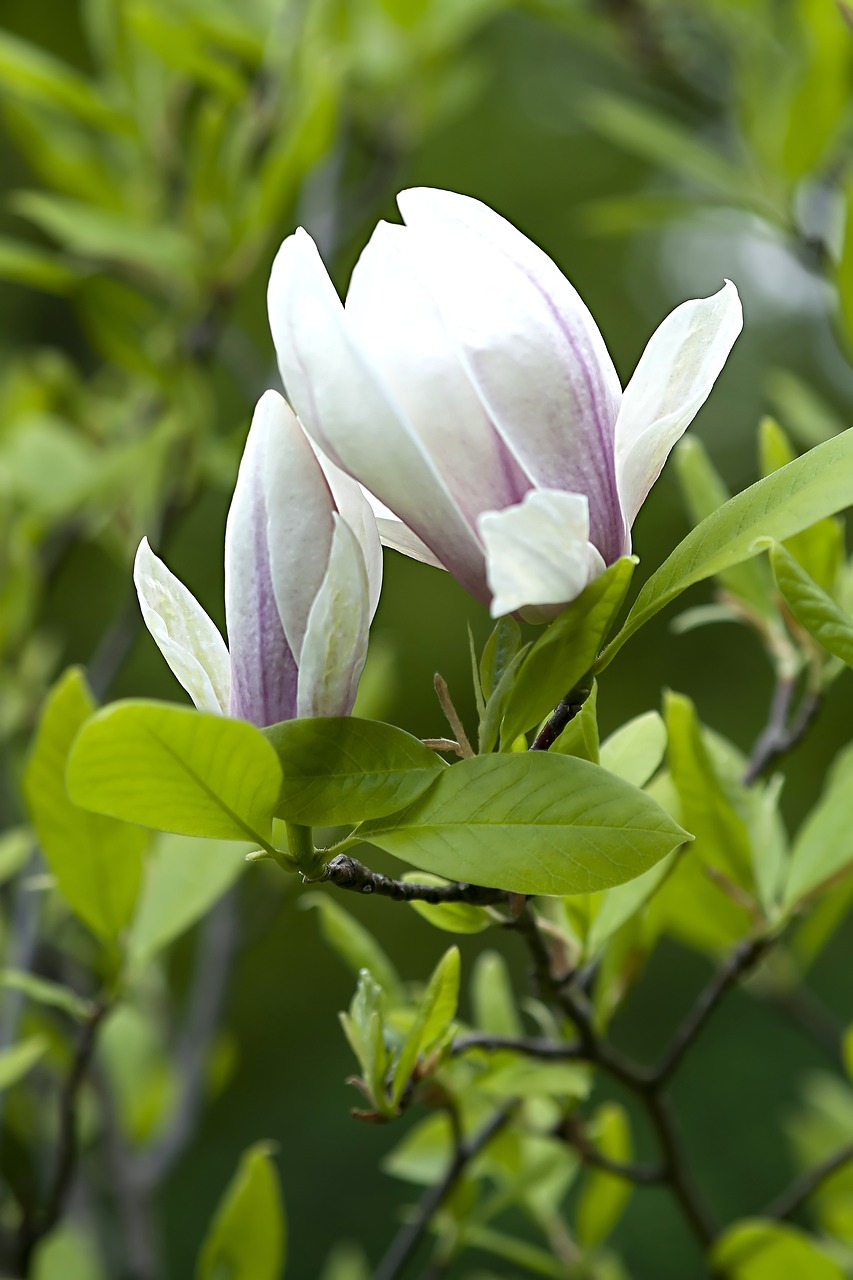 magnolia  flower  tree free photo