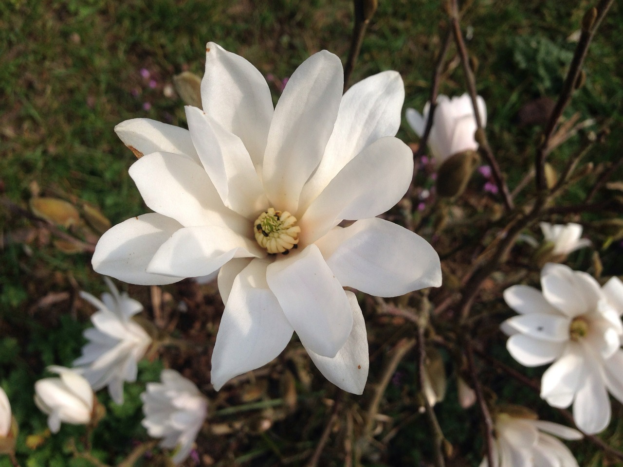 magnolia bush blossom free photo