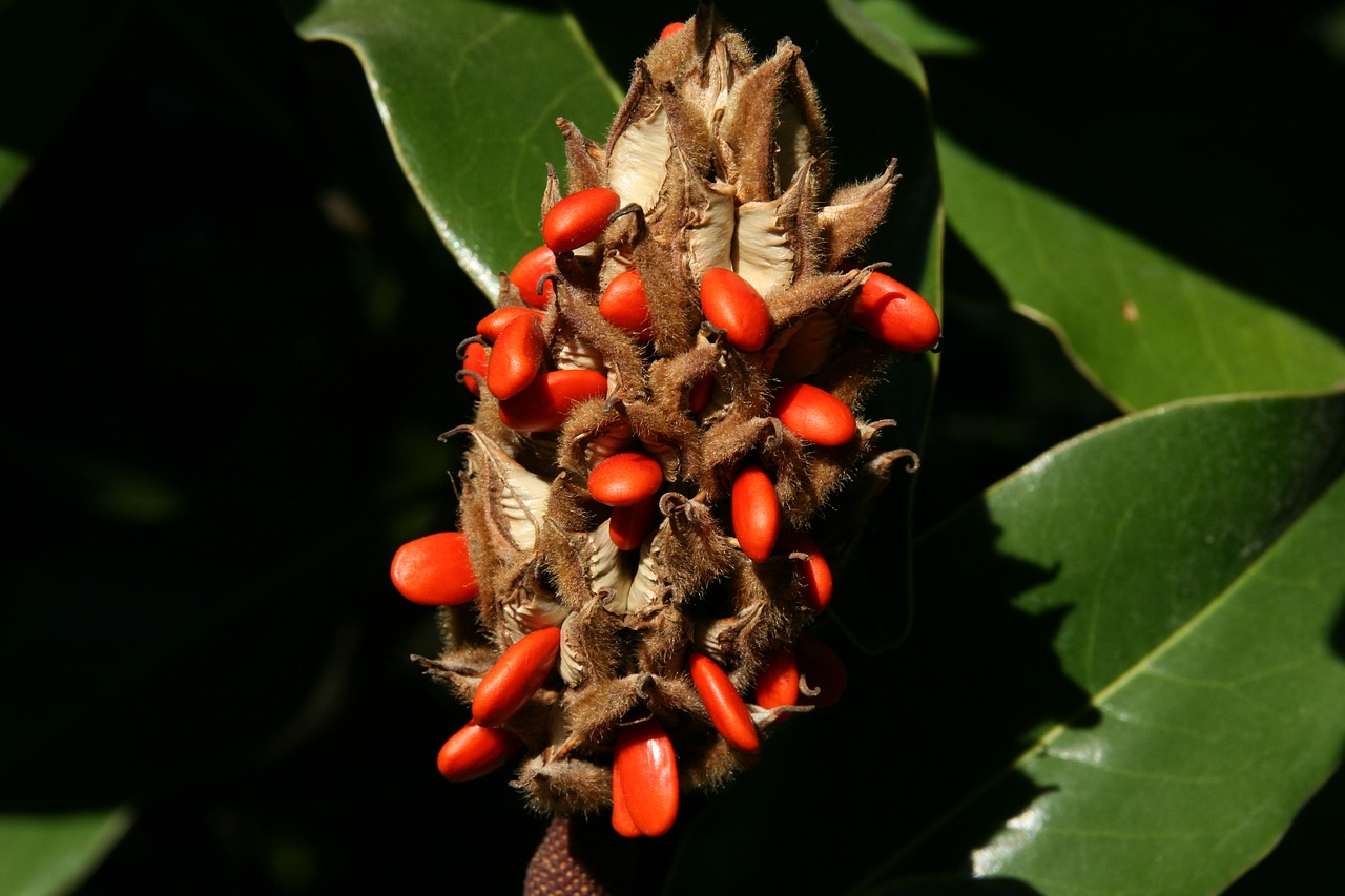 magnolia  infructescence  orange free photo