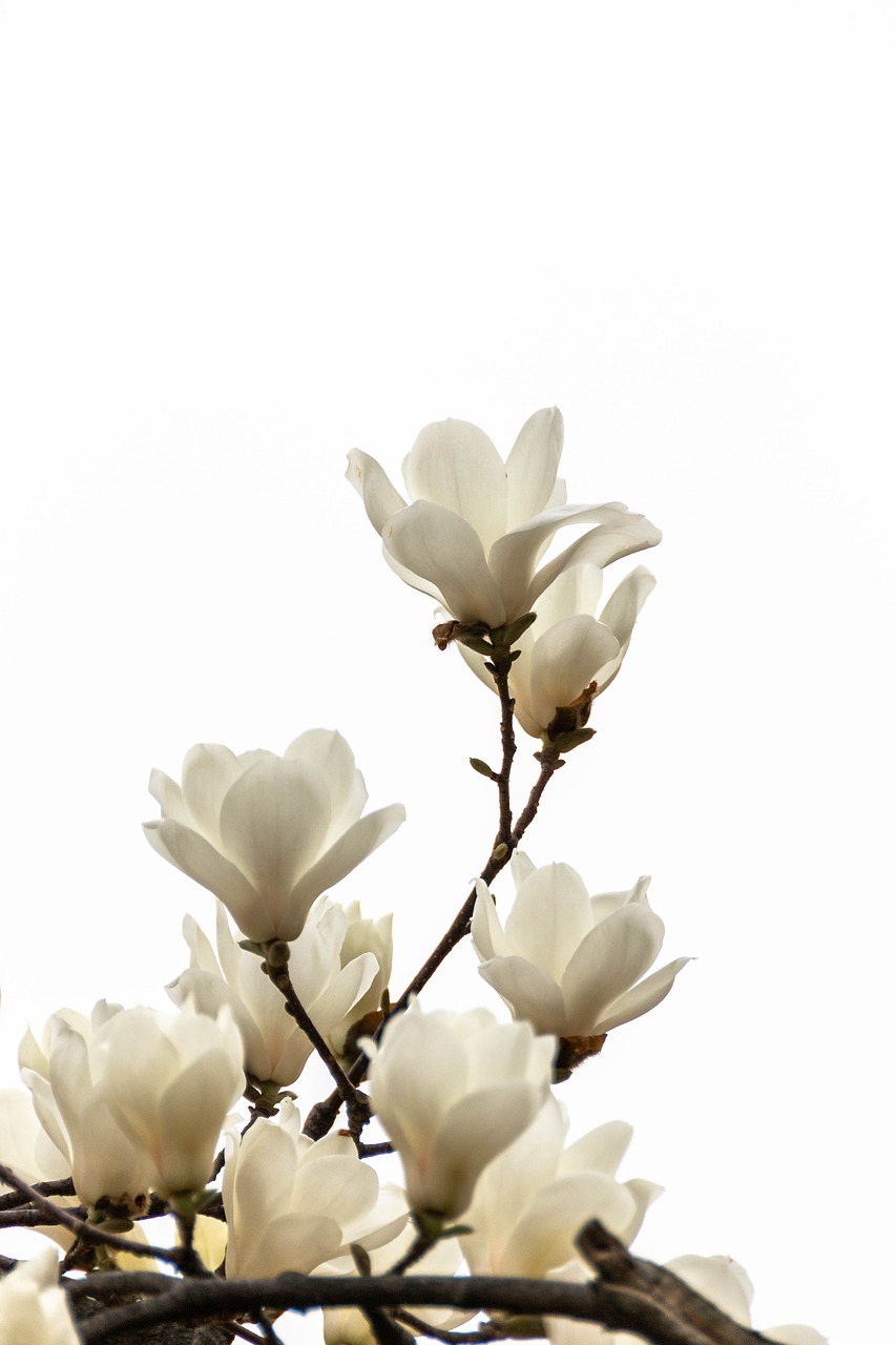 magnolia  flowers  spring free photo