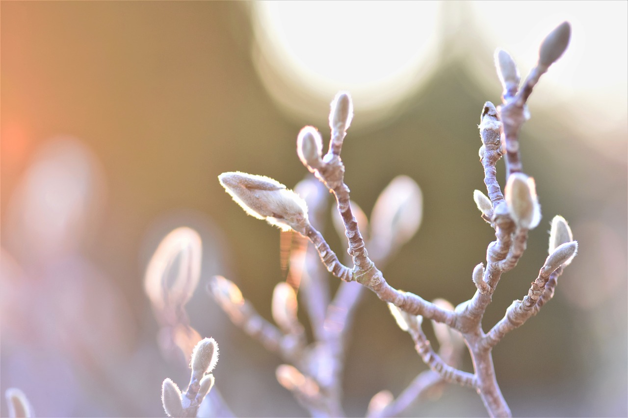 magnolia  blossom  bloom free photo