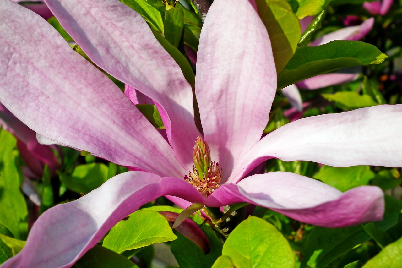 magnolia  flower  pink free photo