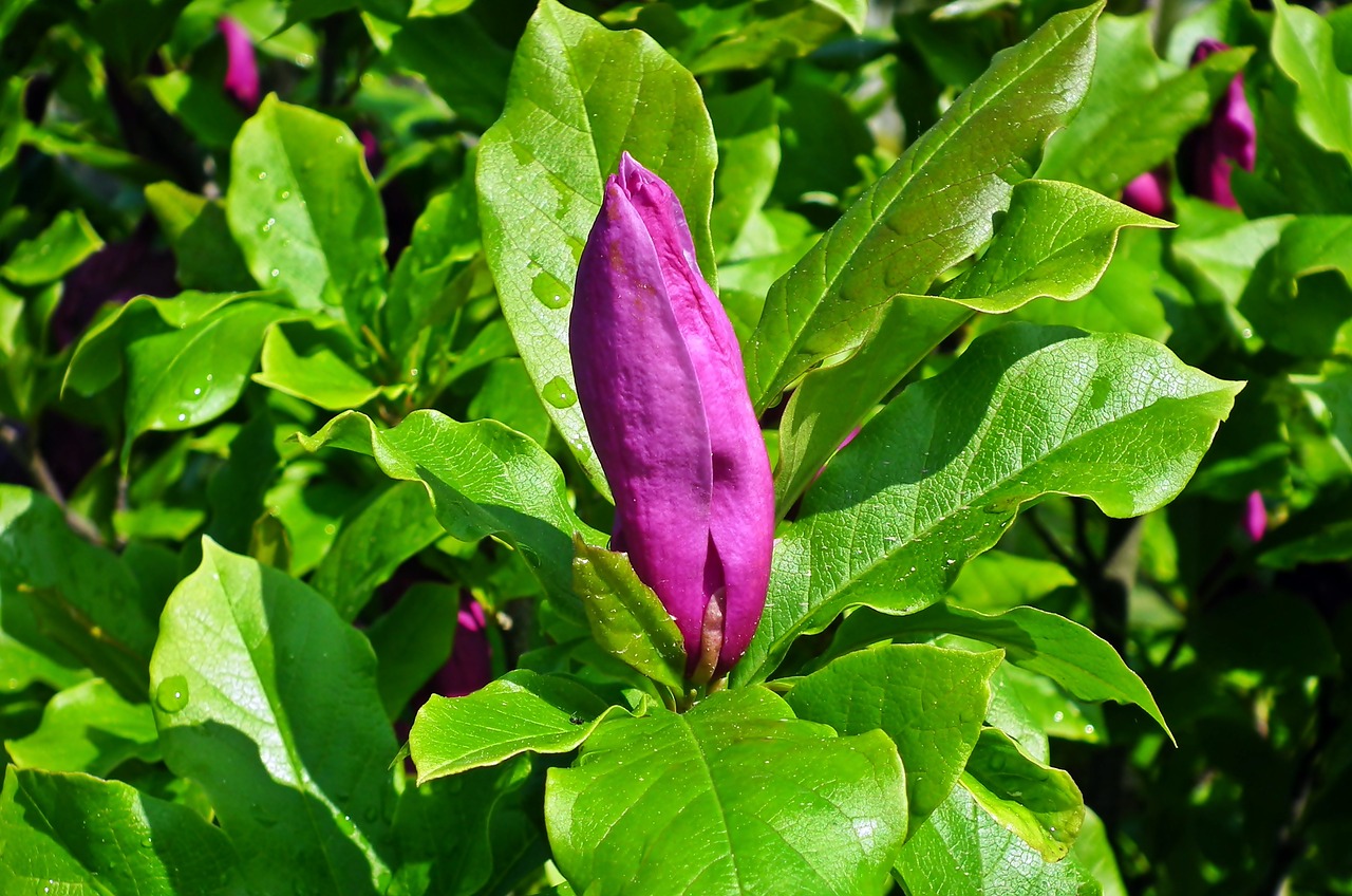 magnolia  flower  spring free photo