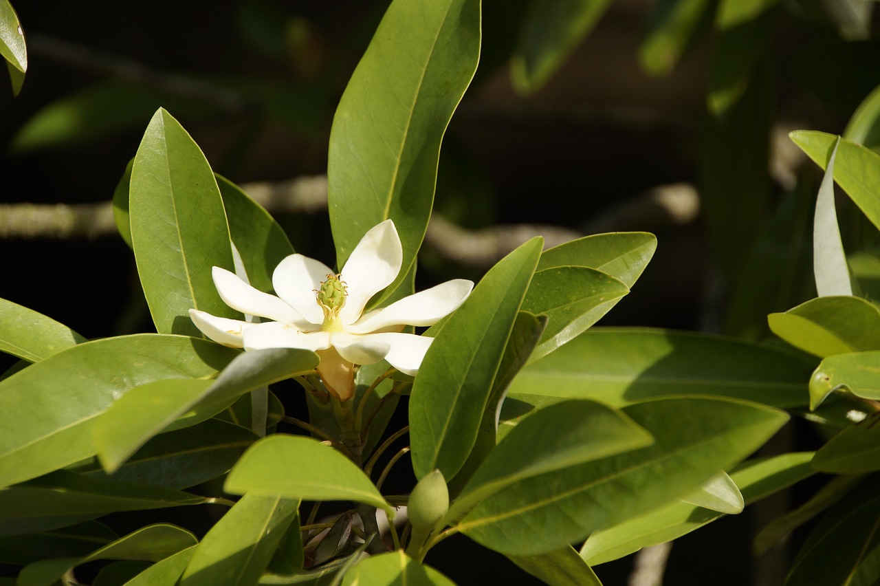 magnolia blossom bloom free photo