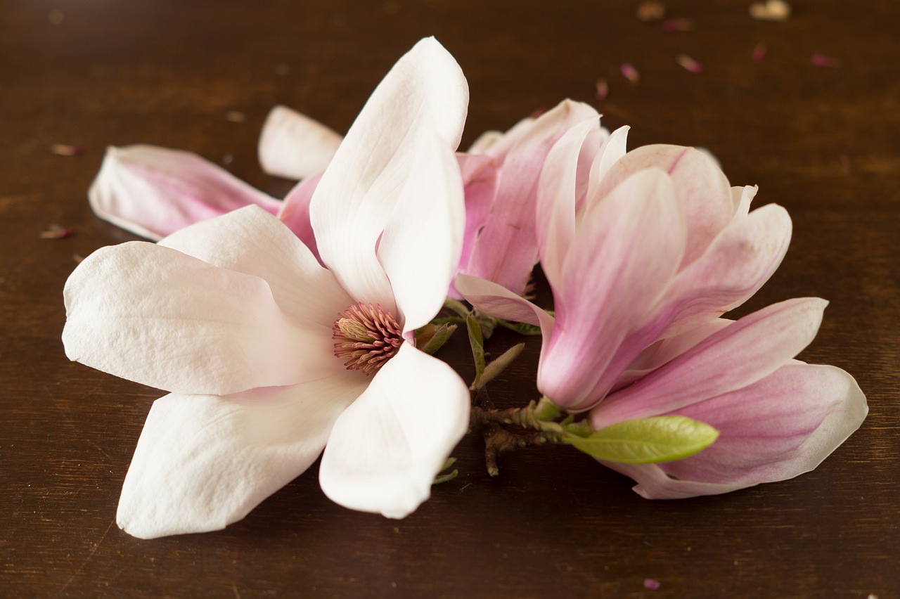 magnolia  flower  plant free photo