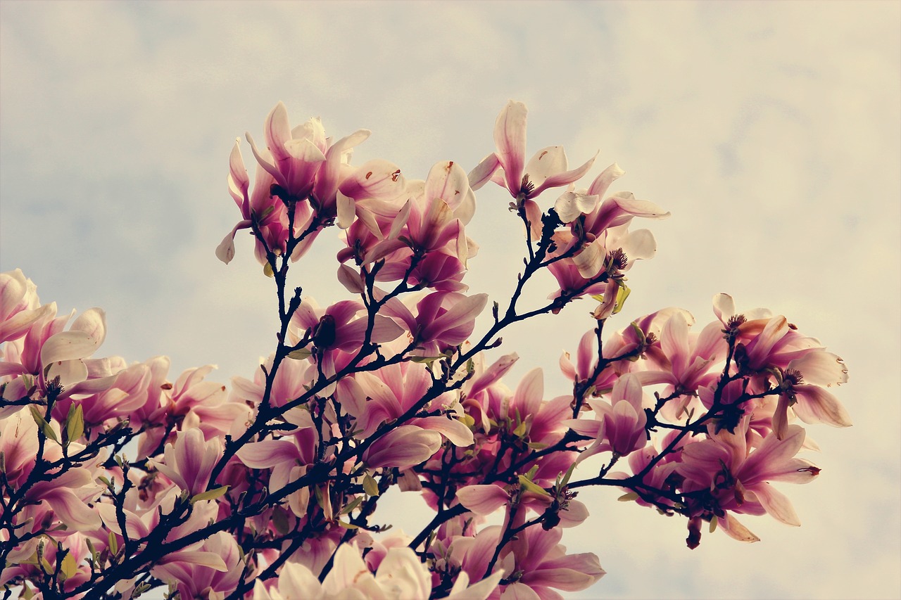magnolia  flowers  tree free photo