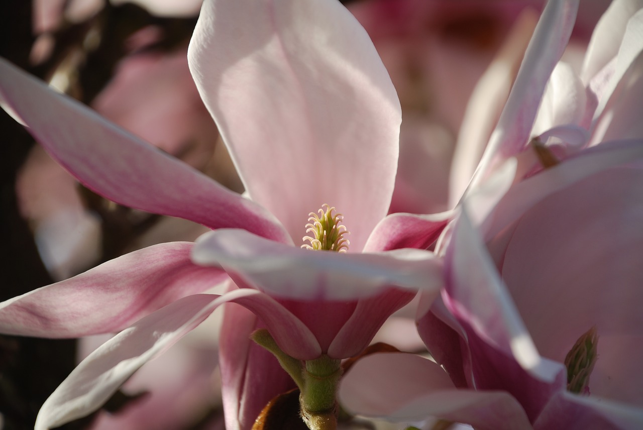 magnolia  flower  spring free photo