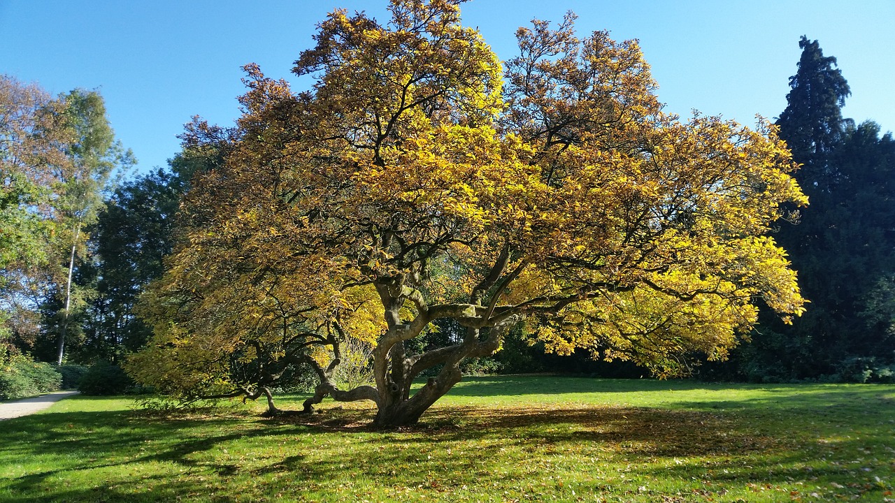 magnolia  tree  light free photo