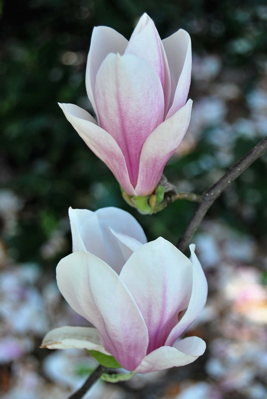 magnolia  flowers  spring free photo