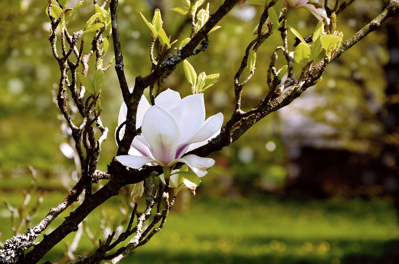 magnolia  tree blossoms  blossom free photo