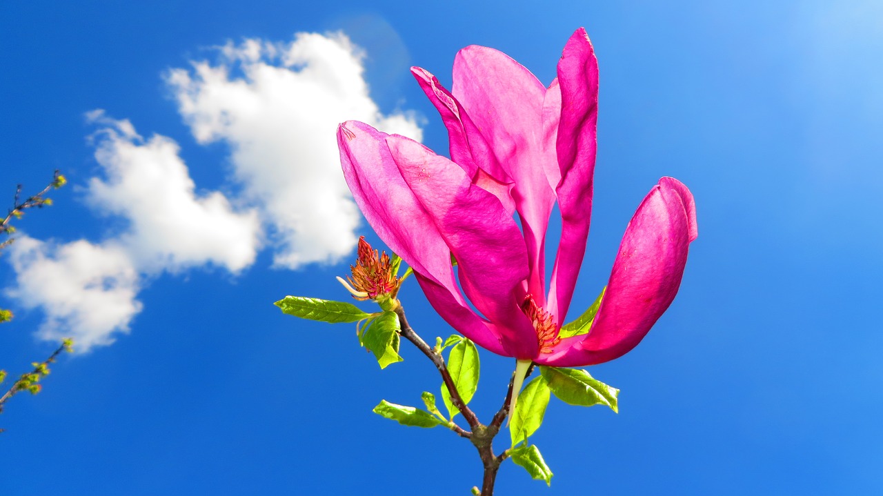 magnolia  flowers  spring free photo