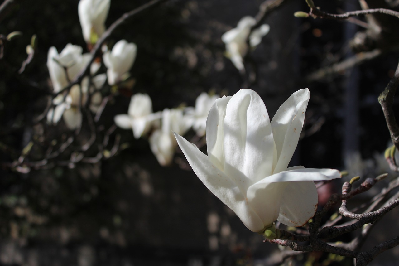 magnolia  white  flower free photo