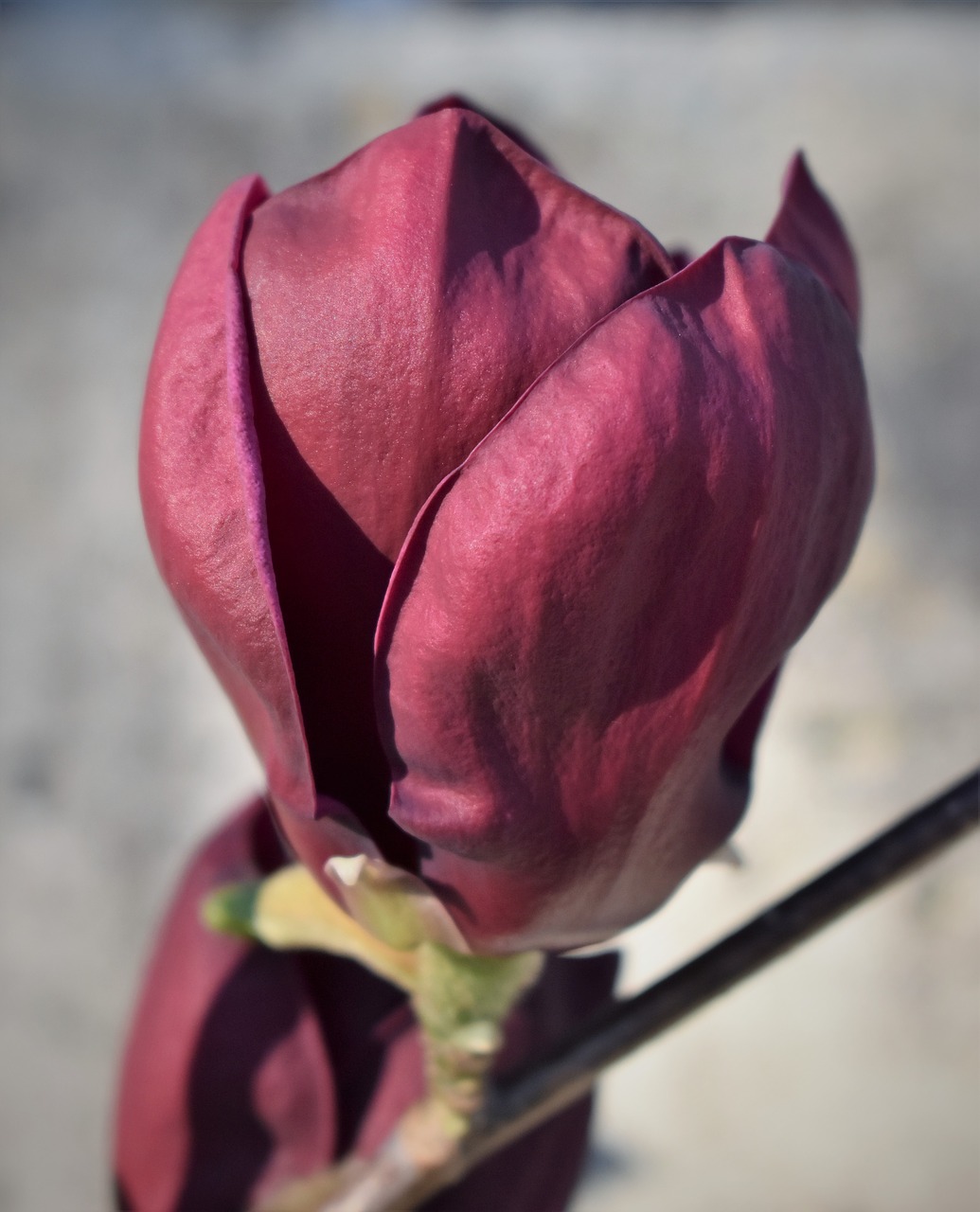 magnolia  blossom  bloom free photo