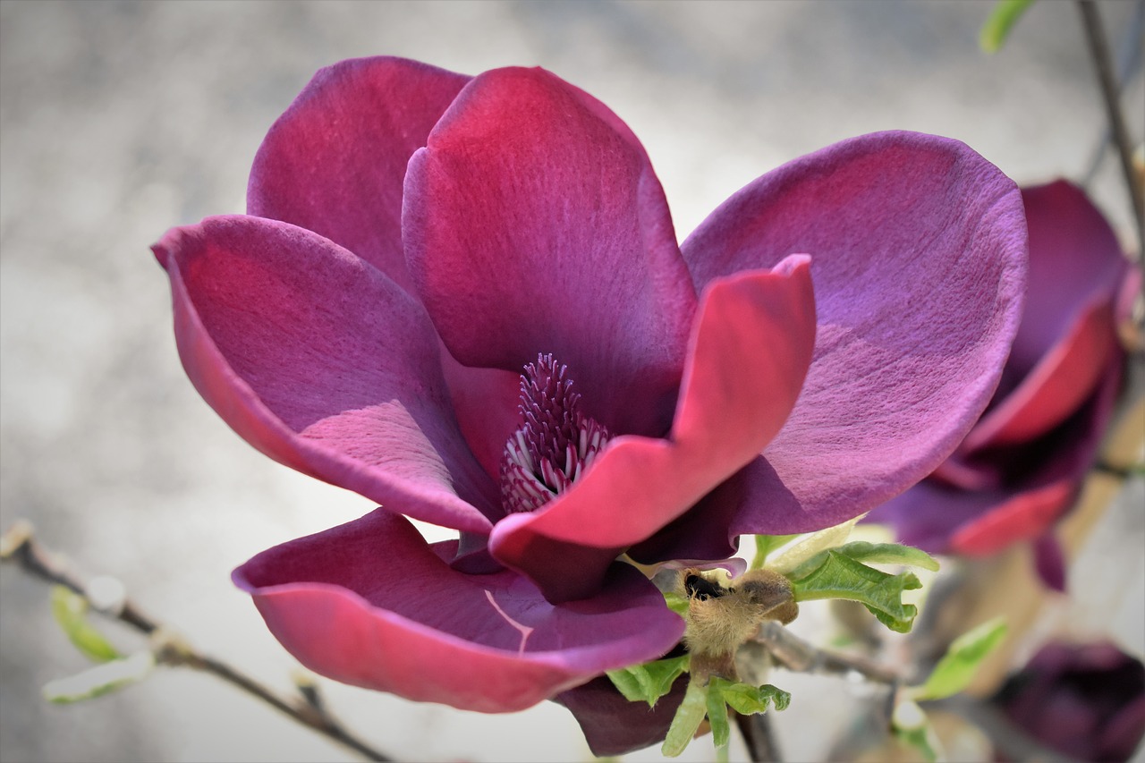 magnolia  blossom  bloom free photo