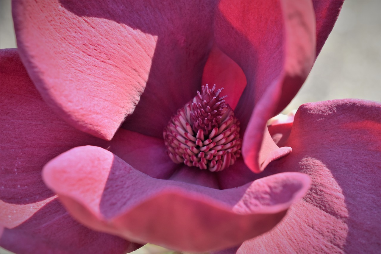 magnolia  blossom  bloom free photo