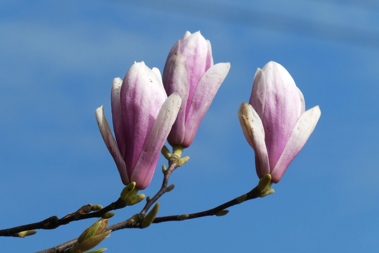 magnolia  flower  button free photo