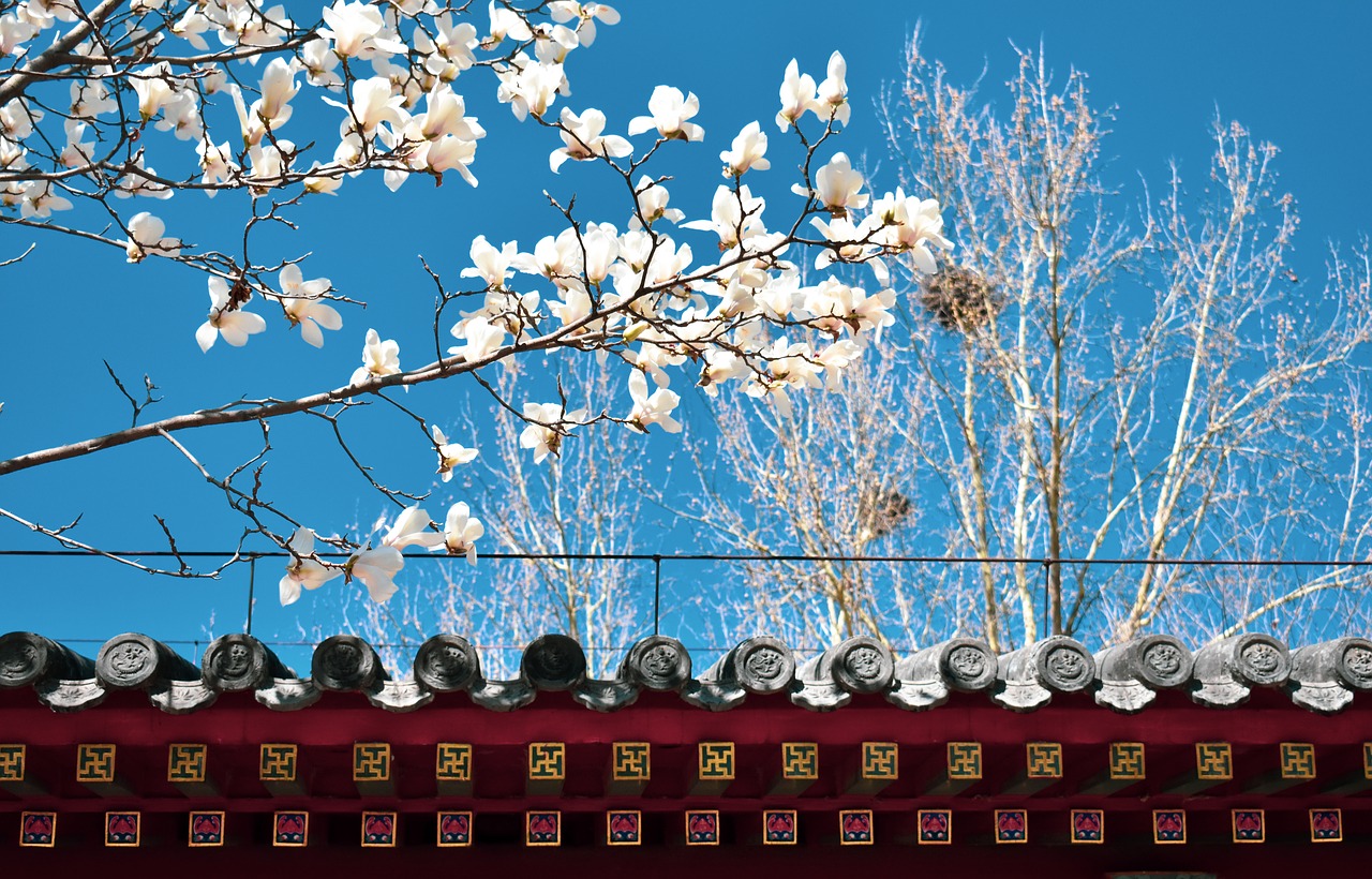 magnolia  ancient architecture  eaves free photo