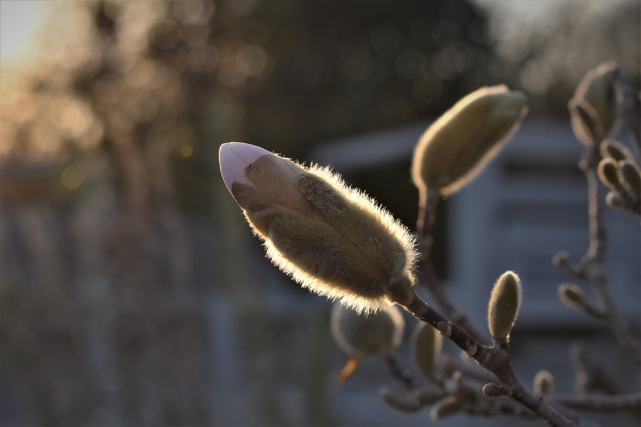 magnolia  backlighting  close up free photo