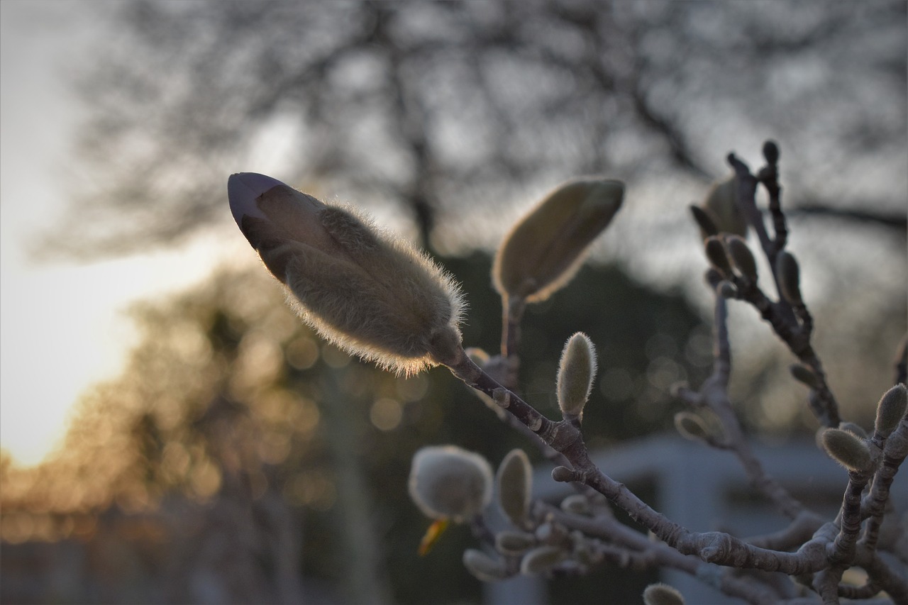 magnolia  backlighting  close up free photo