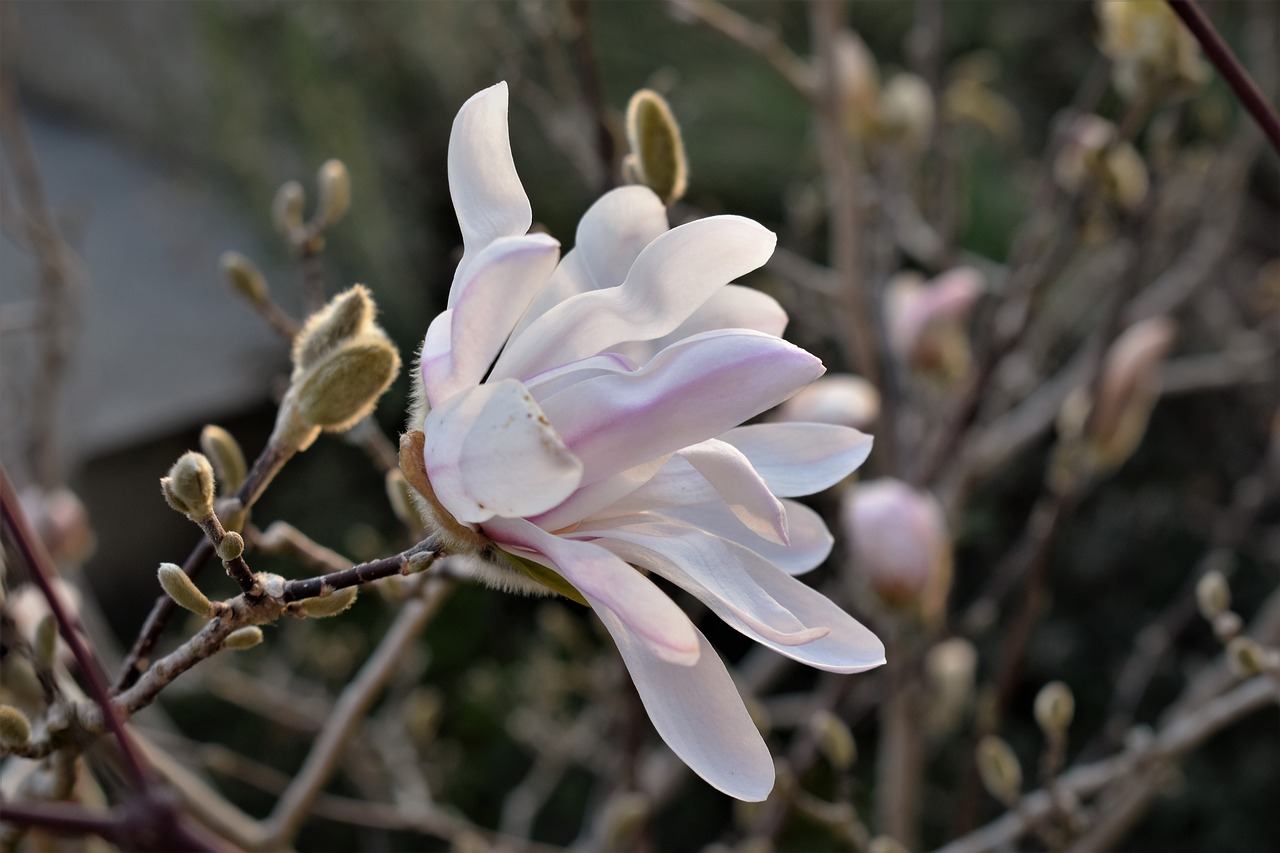 magnolia  close up  blossom free photo