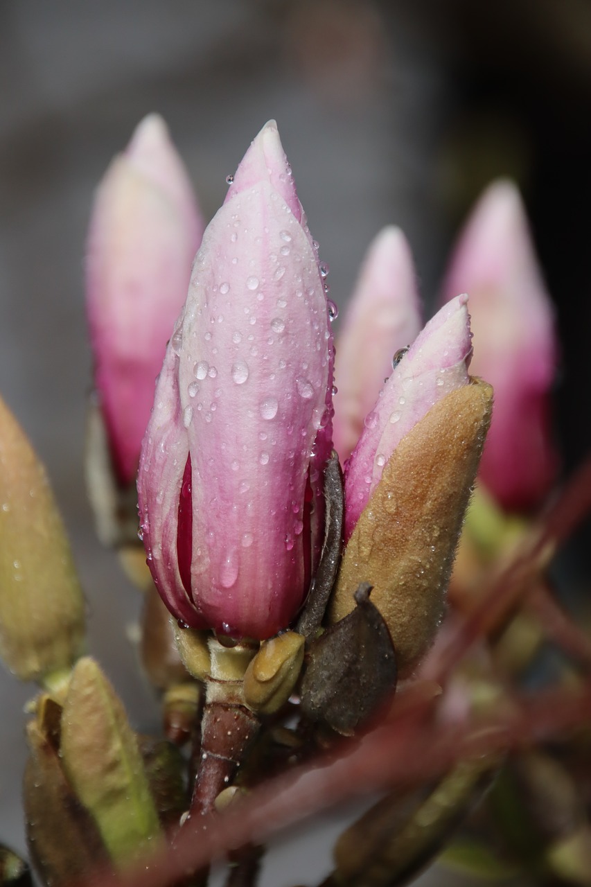 magnolia  blossom  bloom free photo