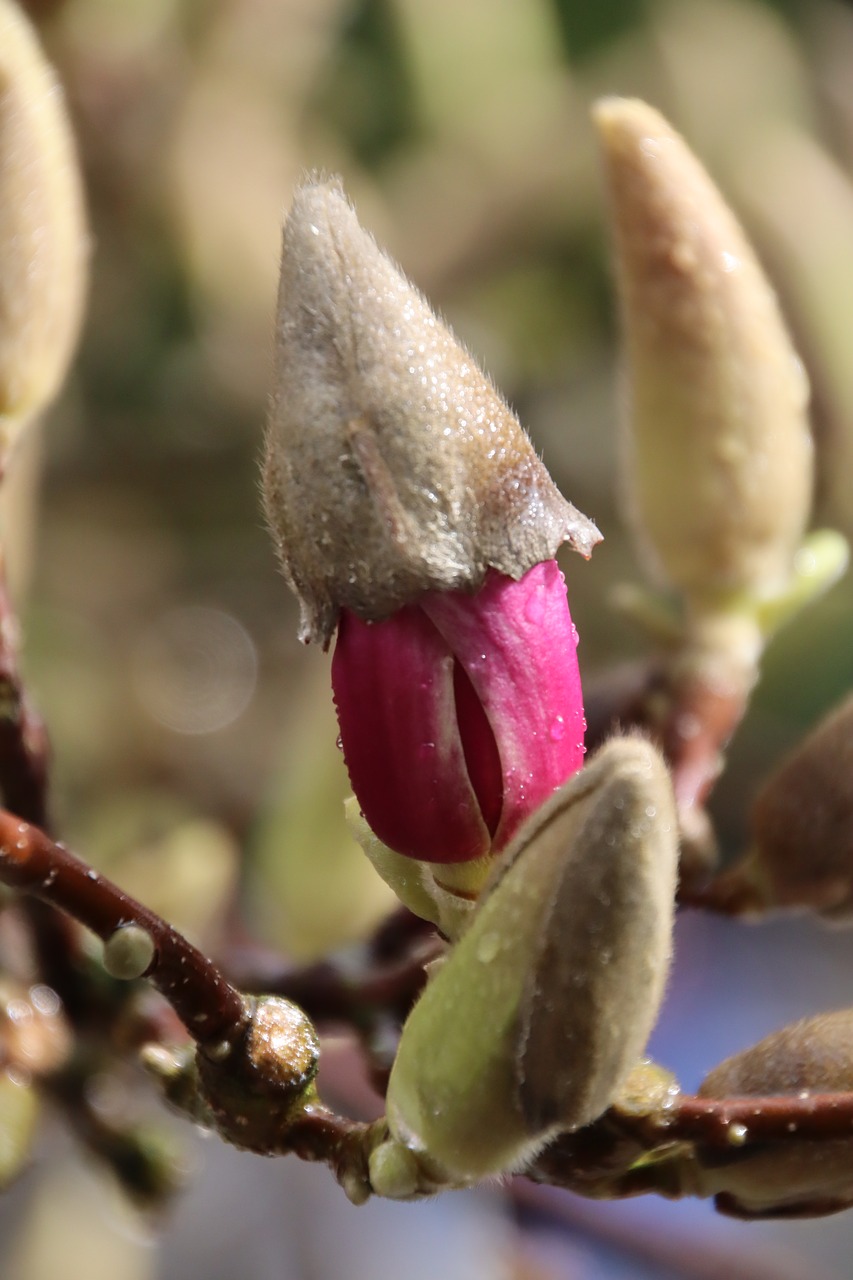 magnolia  blossom  bloom free photo