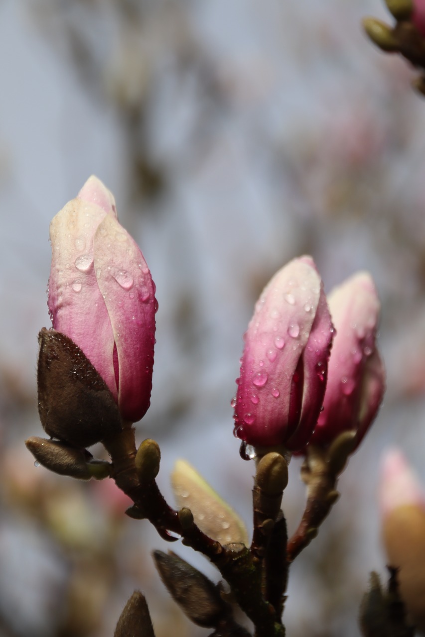 magnolia  blossom  bloom free photo