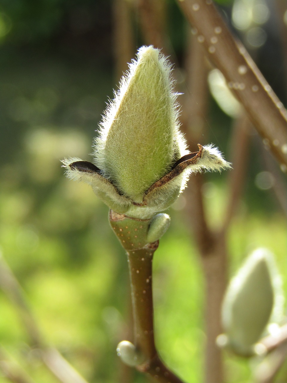 magnolia  bud  spring free photo