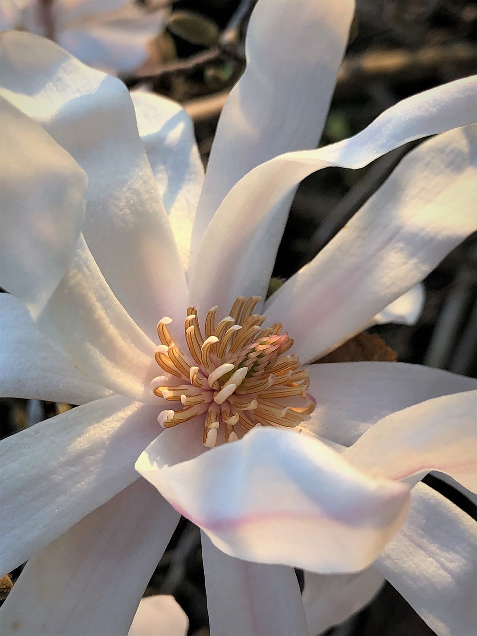 magnolia  blossom  bloom free photo