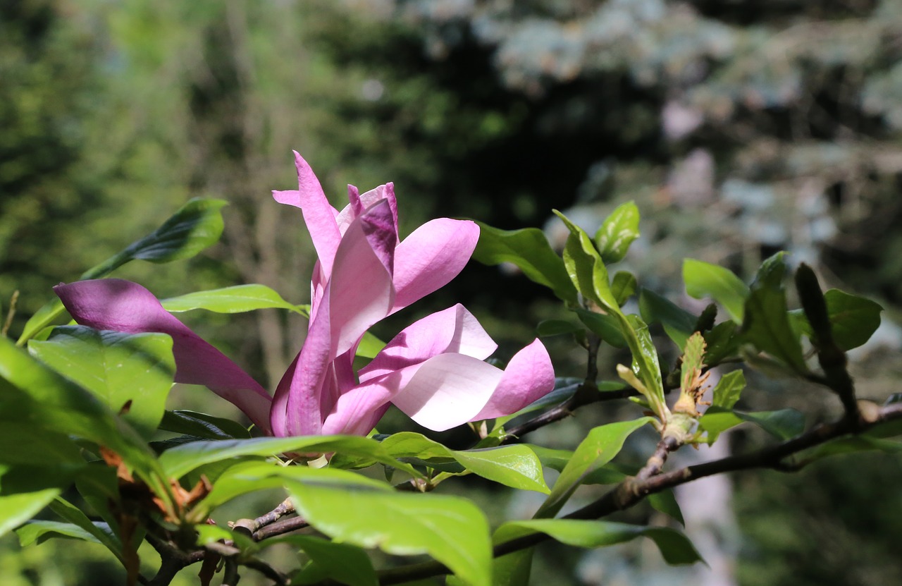 magnolia  spring  nature free photo