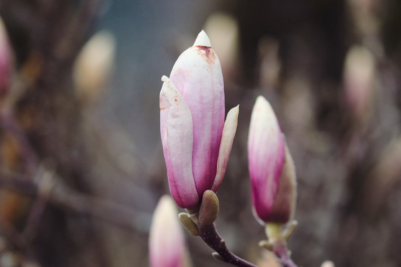 magnolia  bud  spring free photo