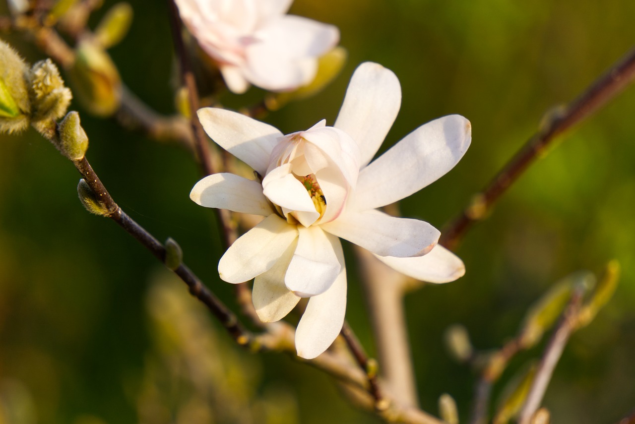 magnolia  blossom  bloom free photo