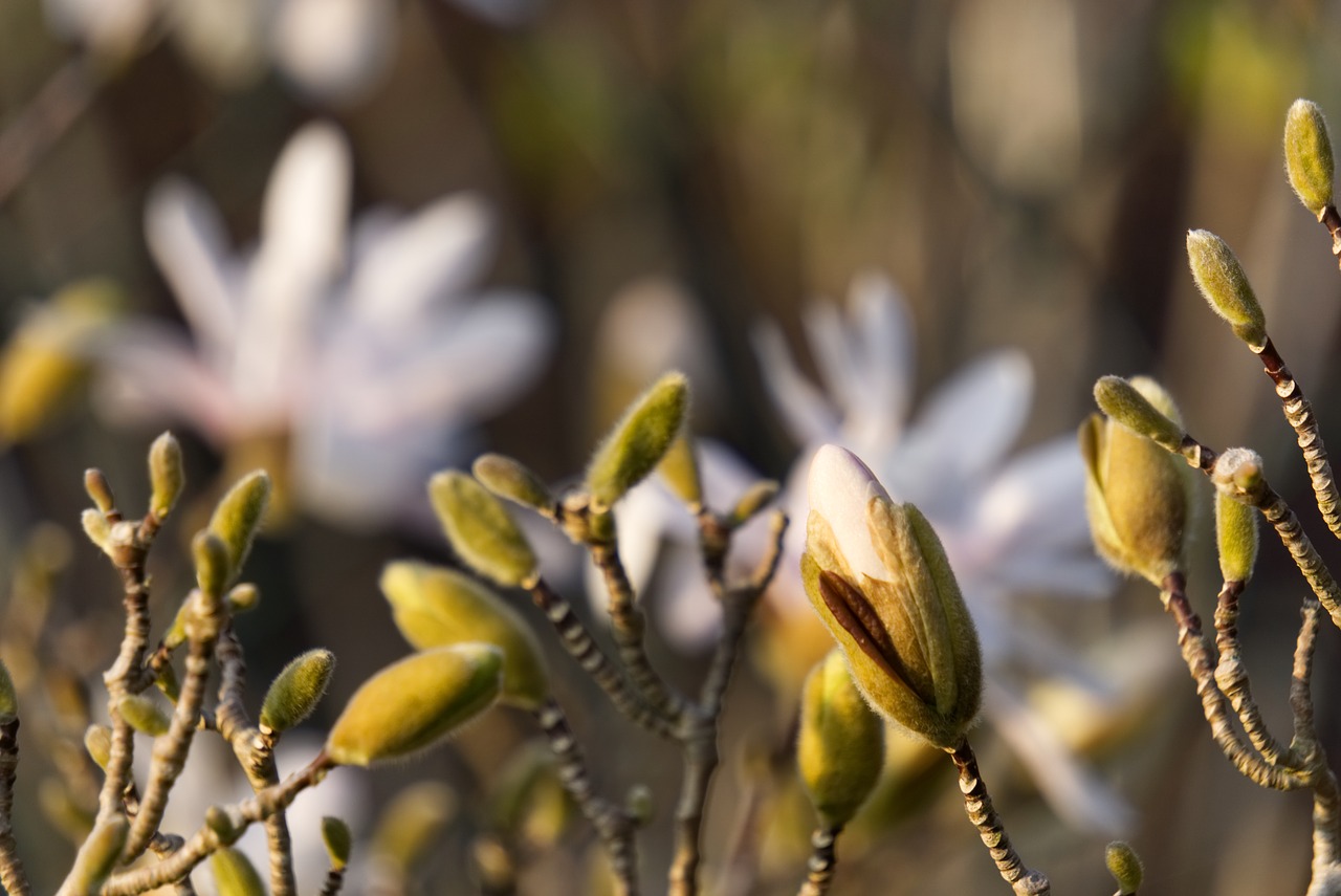 magnolia  blossom  bloom free photo