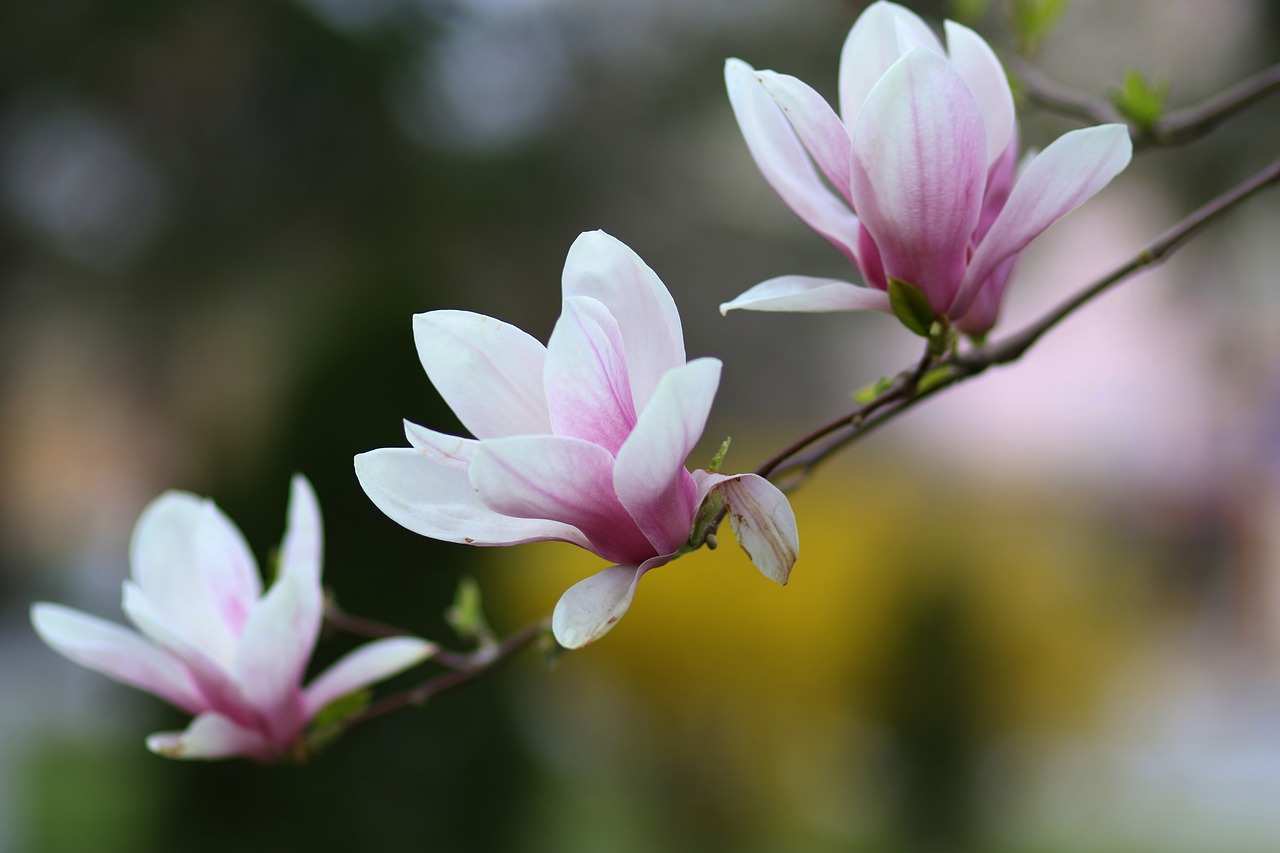 magnolia  white  flower free photo