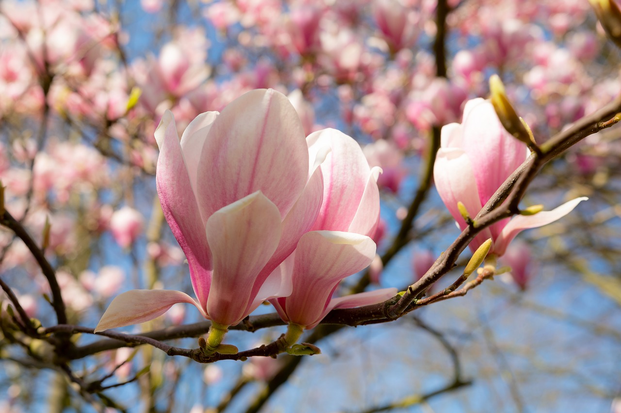 magnolia  spring  flowers free photo