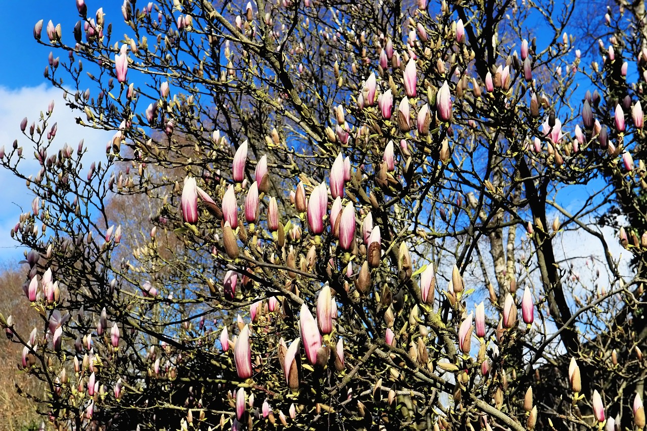 magnolia  bud  spring free photo