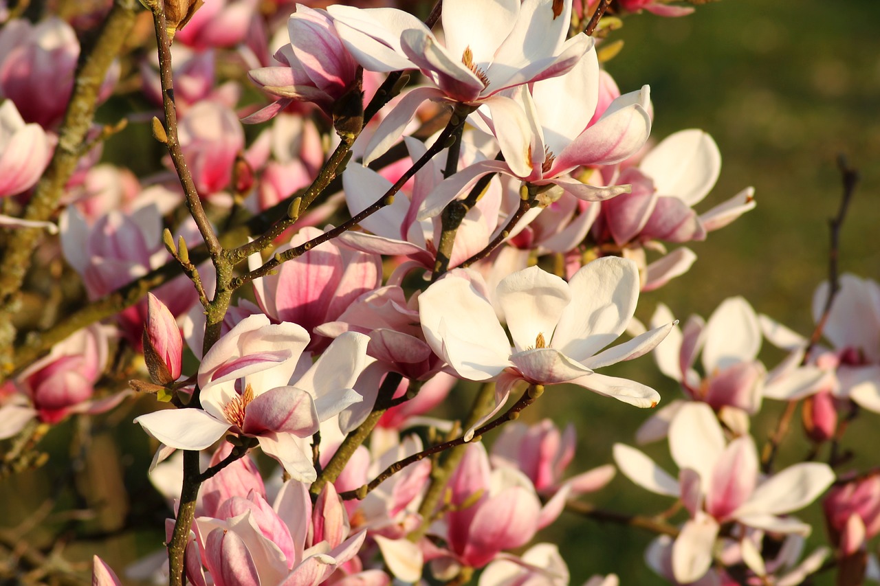 magnolia  pink  white free photo