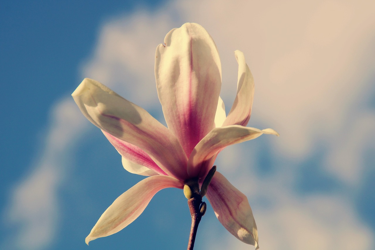 magnolia  blossom  bloom free photo