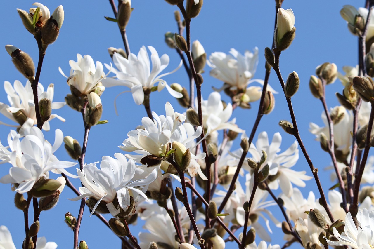 magnolia  white  bloom free photo