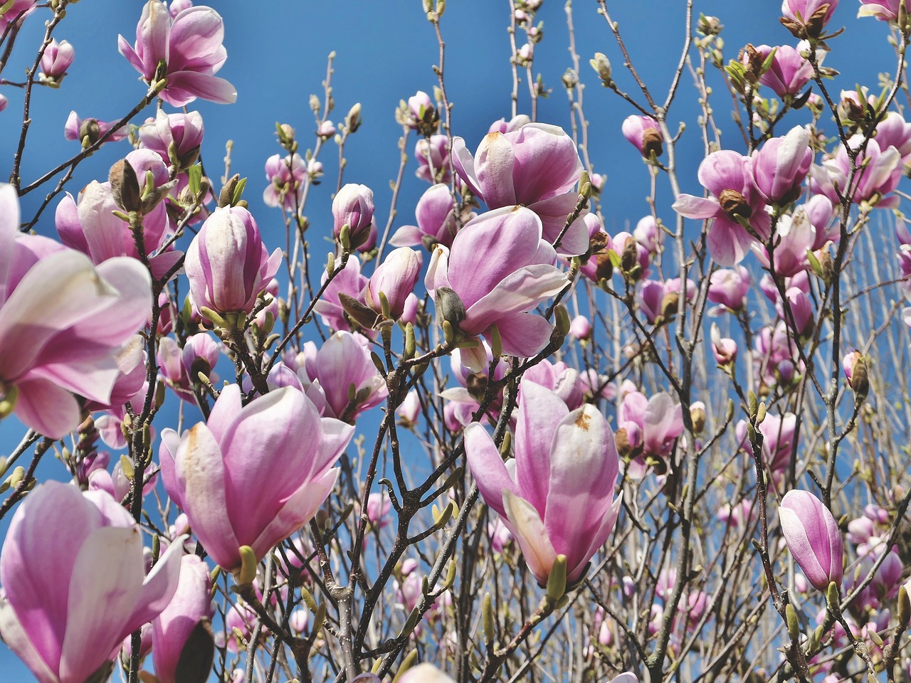 magnolia  magnolia tree  flowers free photo