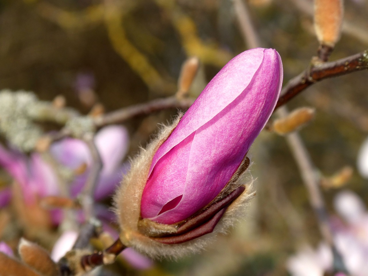 magnolia  flower  blossom free photo